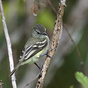 Southern Beardless Tyrannulet