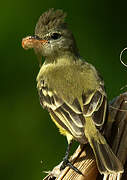 Southern Beardless Tyrannulet