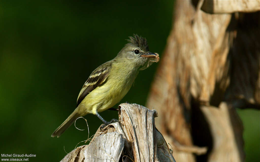 Southern Beardless Tyrannuletadult, Reproduction-nesting