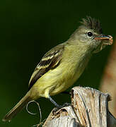 Southern Beardless Tyrannulet