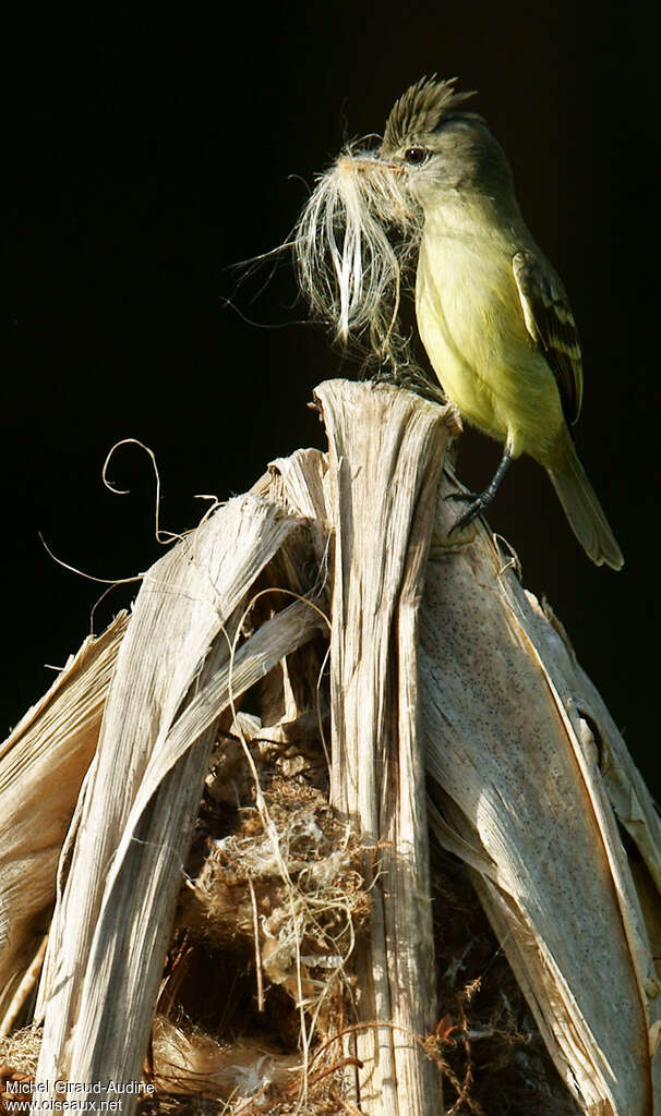 Southern Beardless Tyrannuletadult, Reproduction-nesting