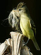 Southern Beardless Tyrannulet