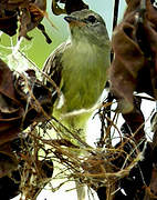 Southern Beardless Tyrannulet