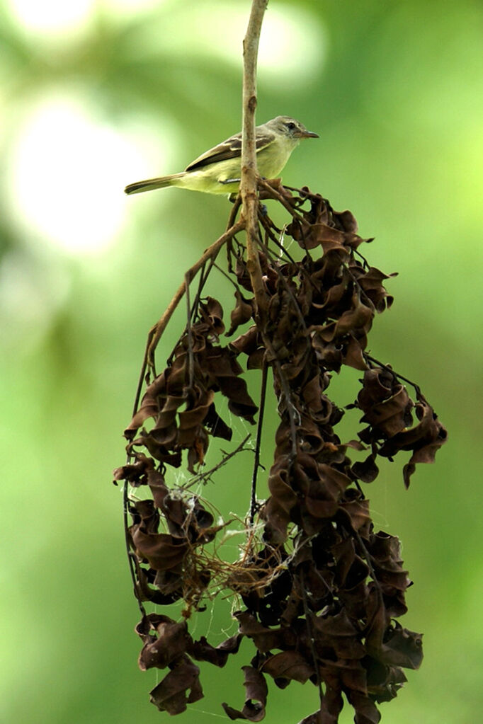 Tyranneau passegris