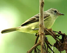 Southern Beardless Tyrannulet