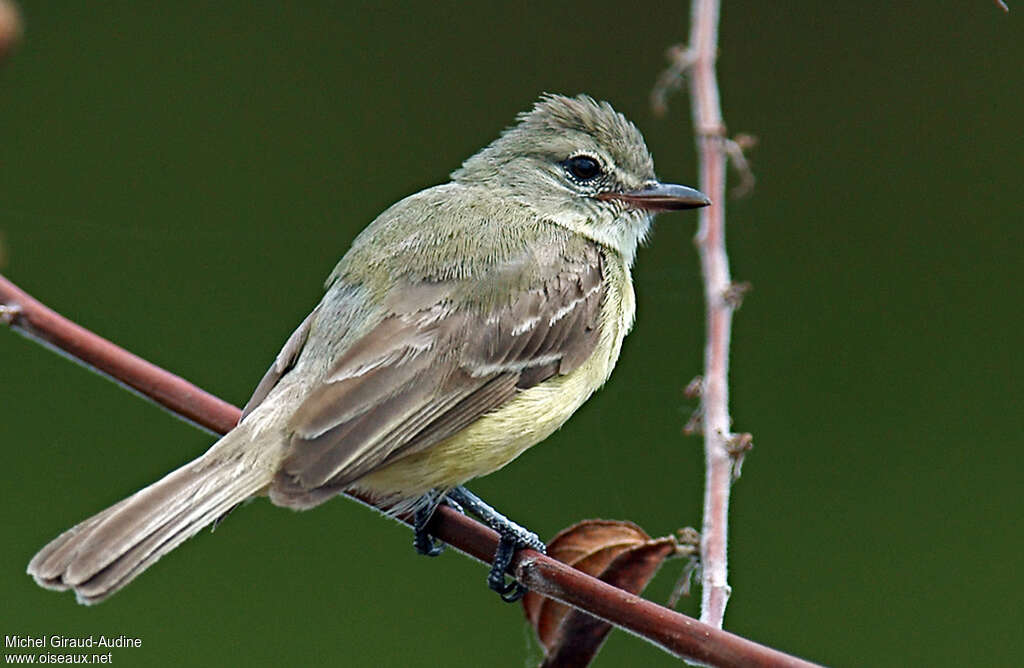 Tyranneau passegrisadulte, identification