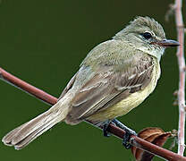 Southern Beardless Tyrannulet