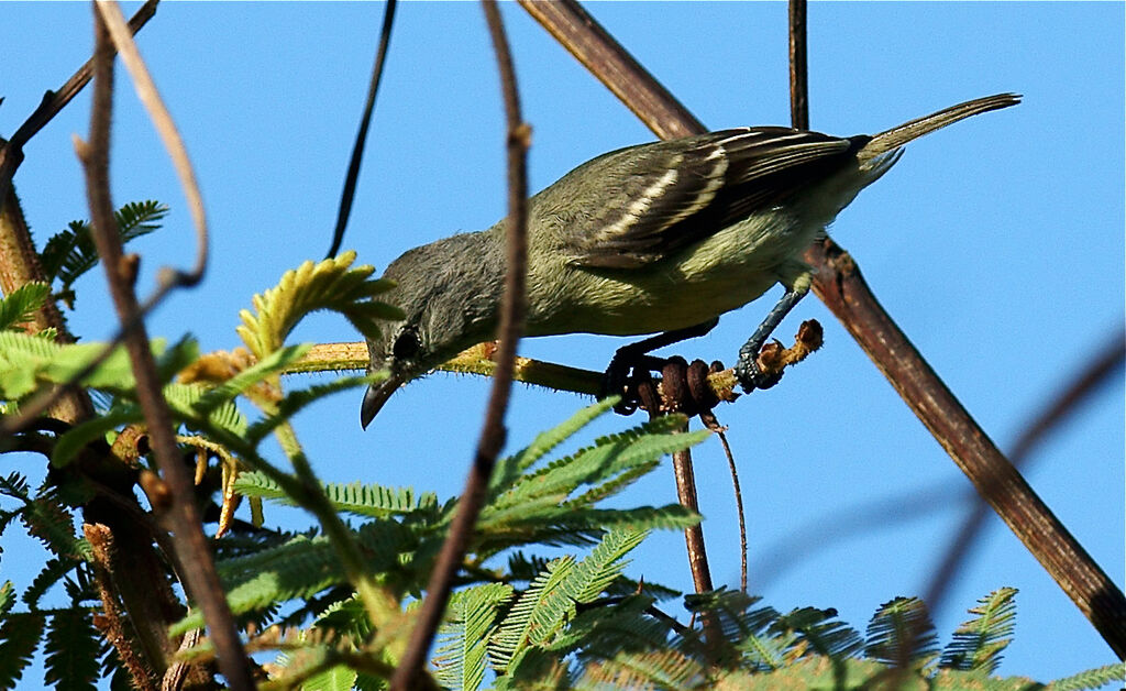 Southern Beardless Tyrannuletadult