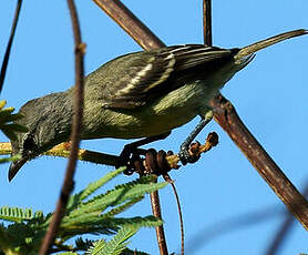 Tyranneau passegris