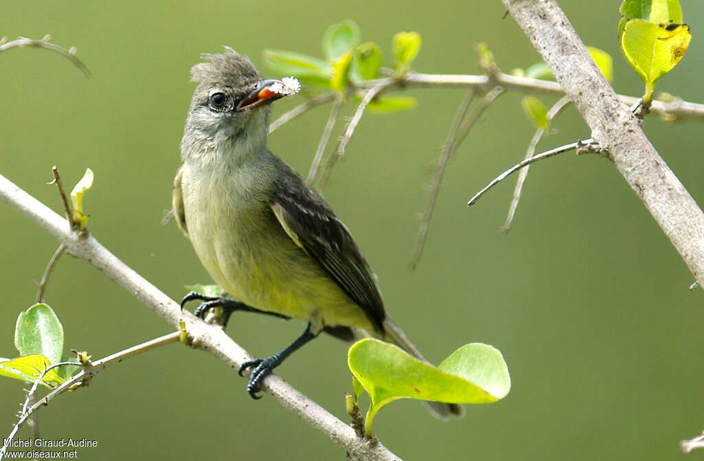 Southern Beardless Tyrannuletadult, feeding habits