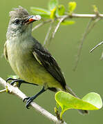 Southern Beardless Tyrannulet