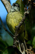 Yellow-crowned Tyrannulet