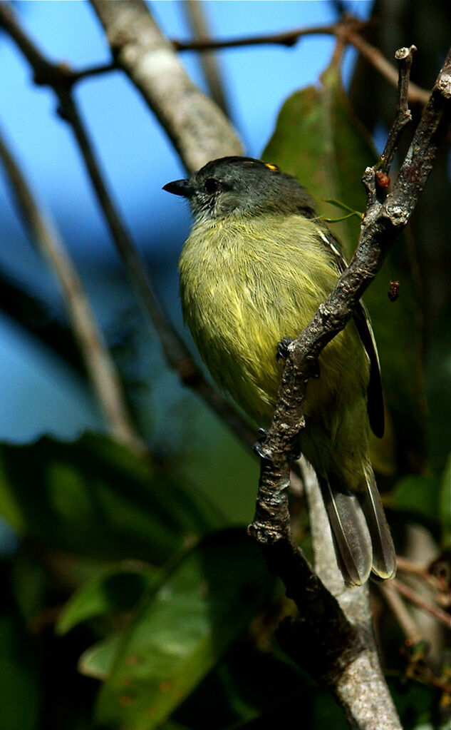 Yellow-crowned Tyrannulet, identification