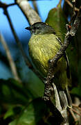 Yellow-crowned Tyrannulet