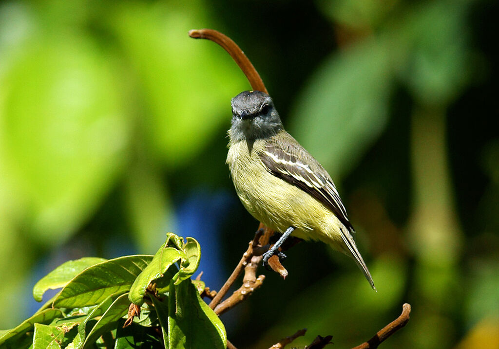 Yellow-crowned Tyrannulet, identification