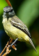 Yellow-crowned Tyrannulet