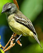 Yellow-crowned Tyrannulet