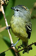 Yellow-crowned Tyrannulet