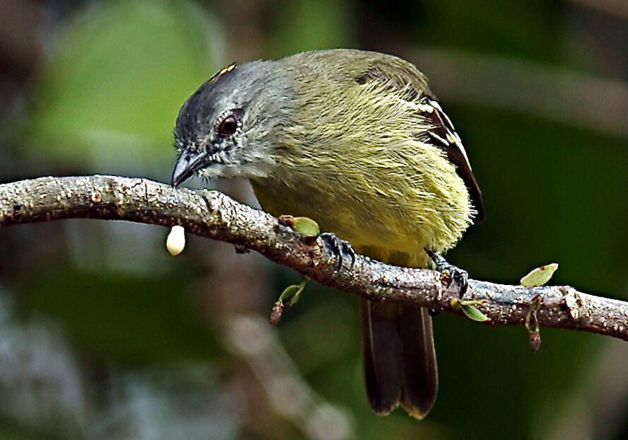 Tyranneau roitelet, identification