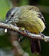 Yellow-crowned Tyrannulet