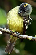 Yellow-crowned Tyrannulet