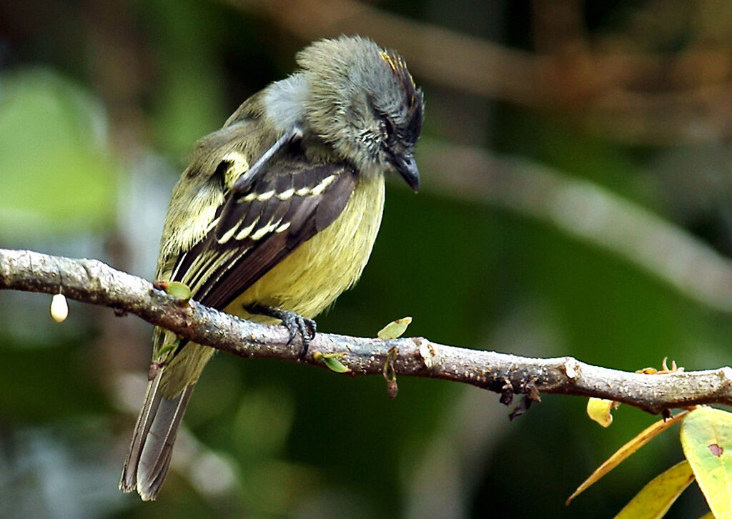 Tyranneau roitelet, identification