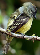 Yellow-crowned Tyrannulet