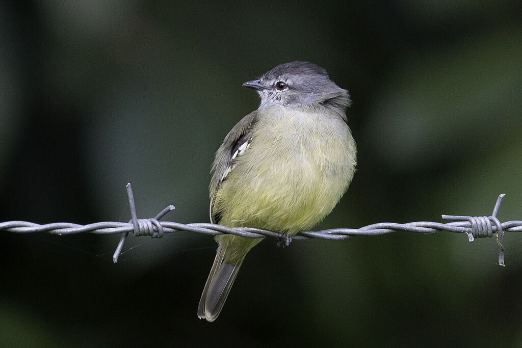 Tyranneau roitelet