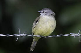 Yellow-crowned Tyrannulet