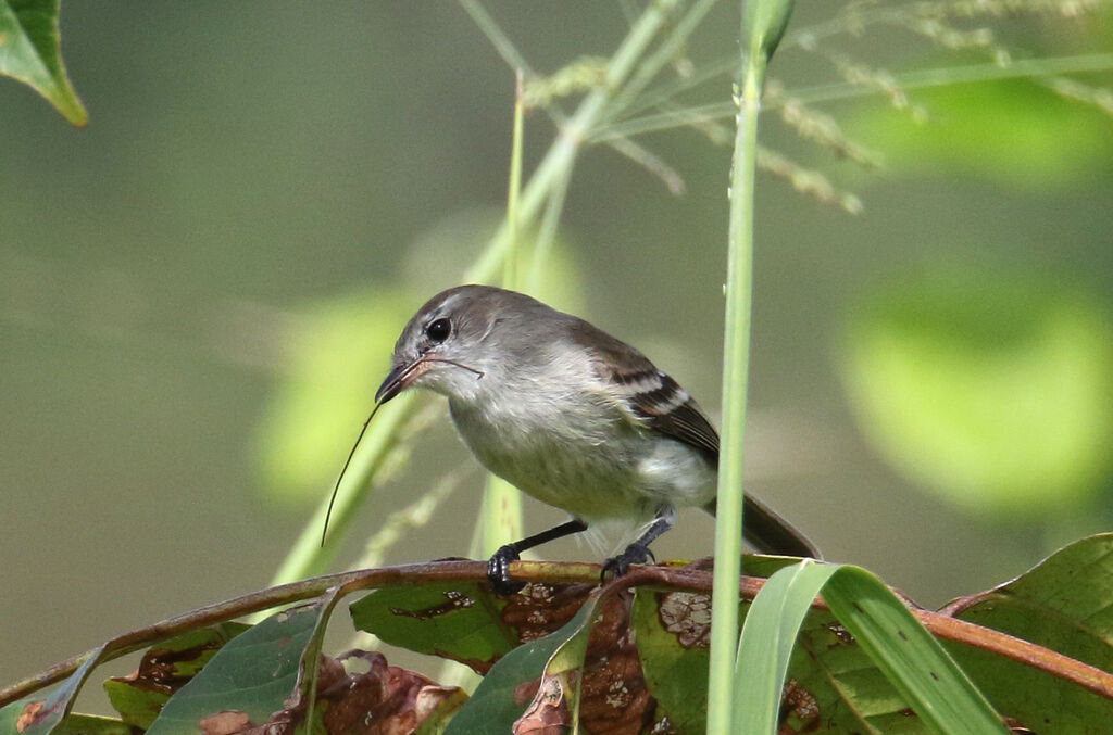 Mouse-colored Tyrannuletadult, Reproduction-nesting