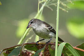 Mouse-colored Tyrannulet