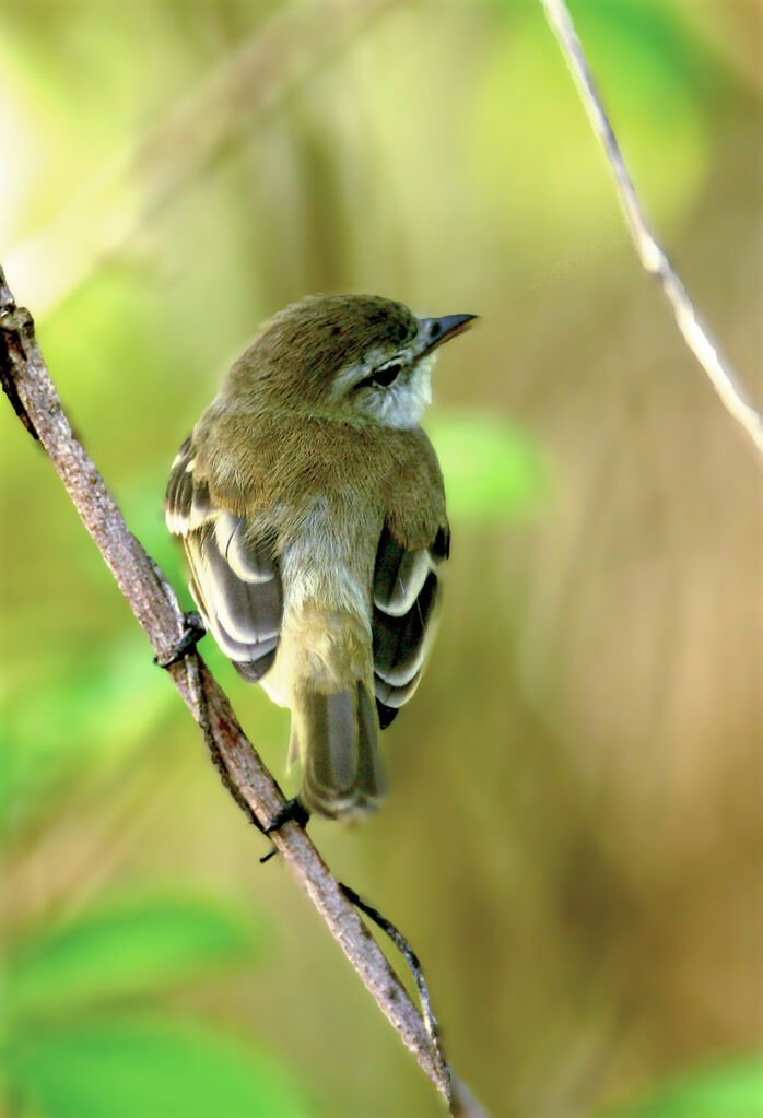 Mouse-colored Tyrannulet, identification