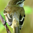 Tyranneau souris