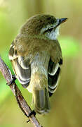 Southern Mouse-colored Tyrannulet