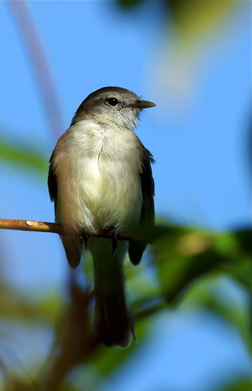Southern Mouse-colored Tyrannulet, identification