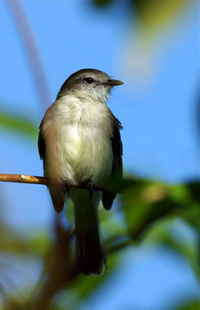 Mouse-colored Tyrannulet, identification