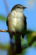 Mouse-colored Tyrannulet