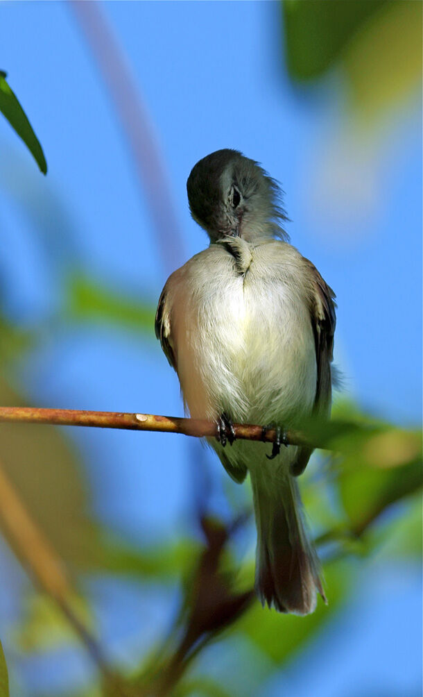 Mouse-colored Tyrannulet, identification