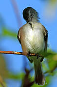 Southern Mouse-colored Tyrannulet