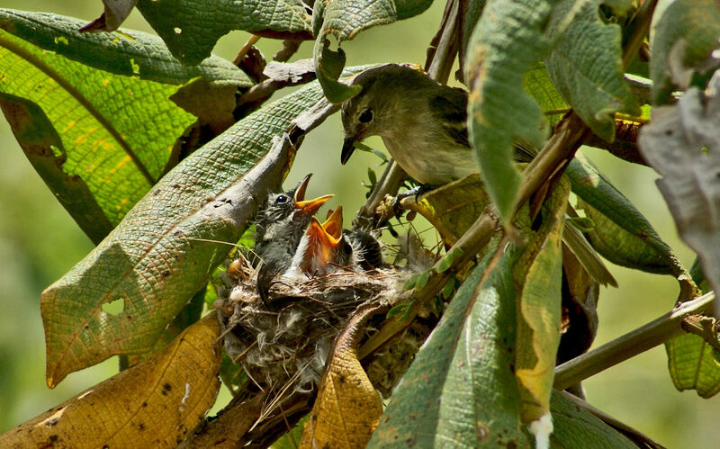 Mouse-colored Tyrannulet, Reproduction-nesting
