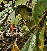 Southern Mouse-colored Tyrannulet