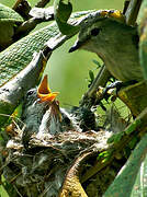 Mouse-colored Tyrannulet