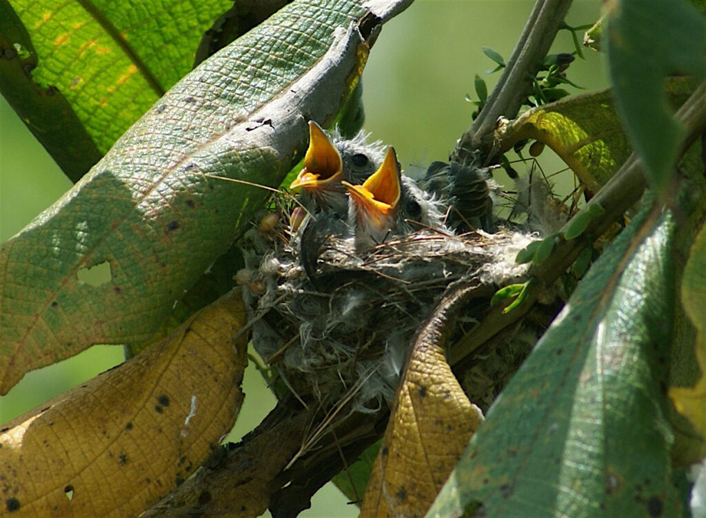 Tyranneau souris, identification