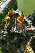 Southern Mouse-colored Tyrannulet