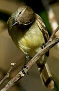 Southern Mouse-colored Tyrannulet