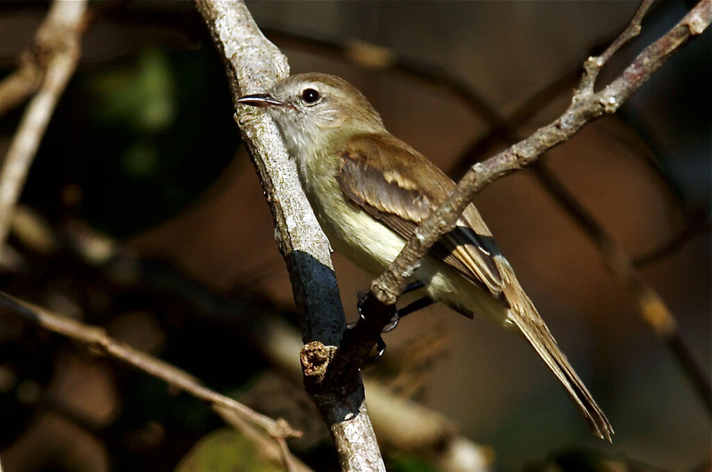 Southern Mouse-colored Tyrannulet, identification