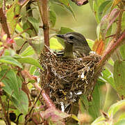 Mouse-colored Tyrannulet