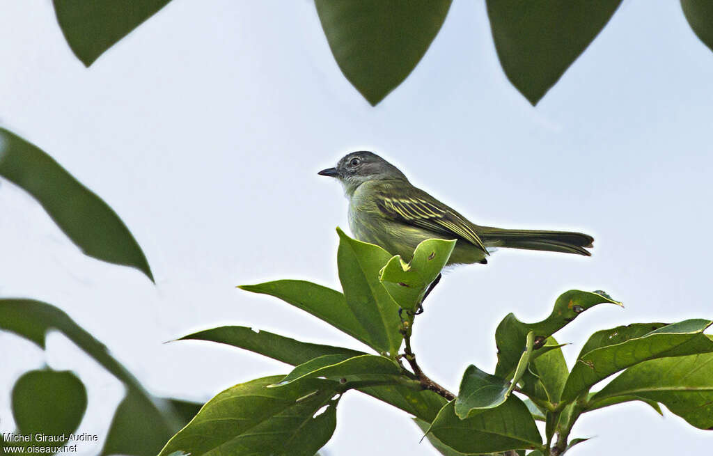 Tyranneau vifadulte, pêche/chasse