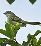 Guianan Tyrannulet