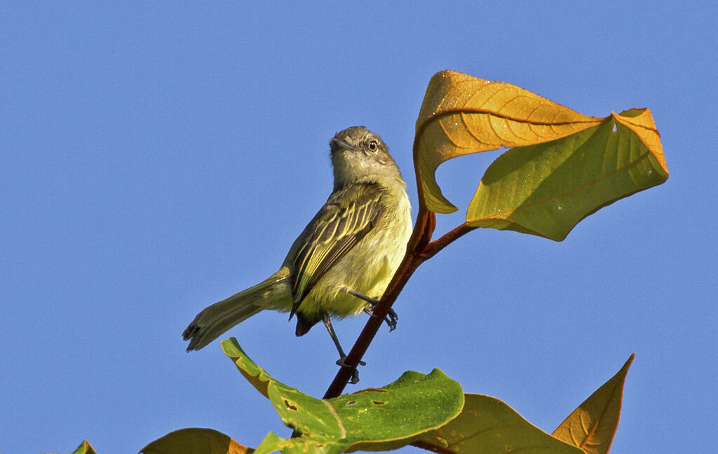 Guianan Tyrannulet